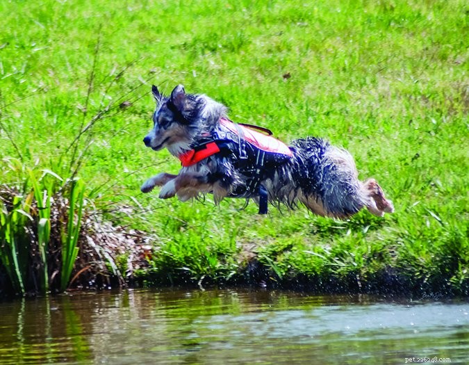 Погрузитесь в пристань для любящих воду собак!