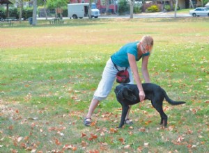 ウォーミングアップとクールダウンによる犬の運動による怪我の防止 