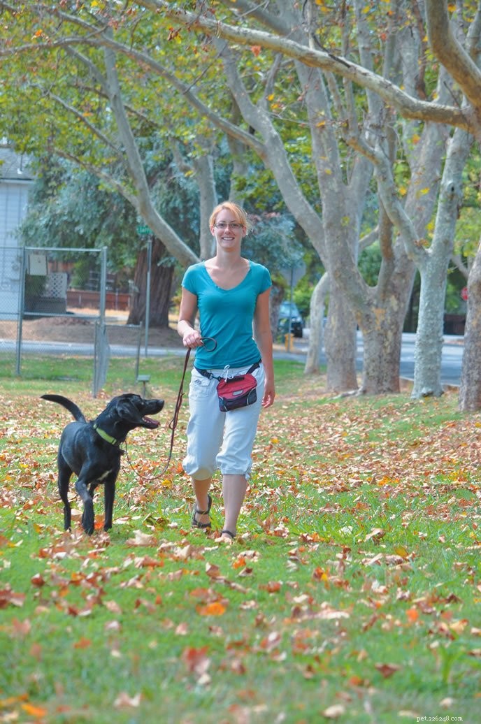 9 отличных игр и упражнений для разминки для вашей собаки