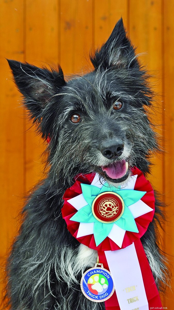 Diventa un campione di sport per cani – a casa!