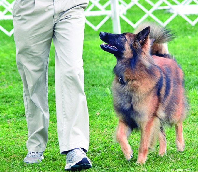 Devenez un champion de sport canin – à la maison !