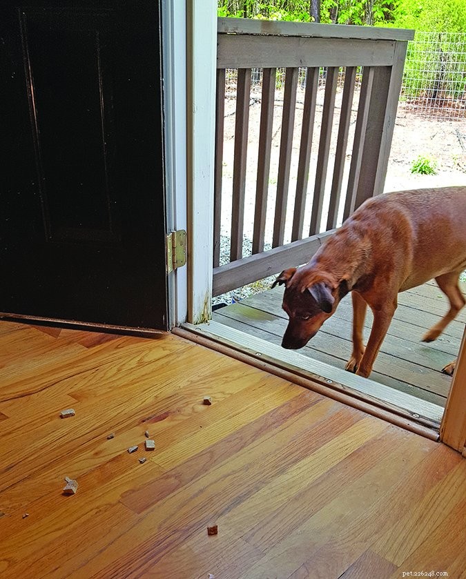Doggy Inside Jokes:The Unconventional Cues Our Dogs Learn