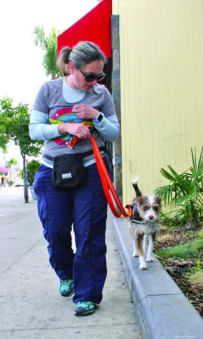 Usando passeios para treinar seu cão
