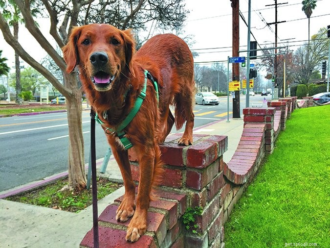 Dog Parkour:Atletas urbanos caninos