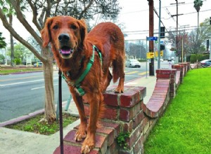 Паркур для собак:городские спортсмены-собаки