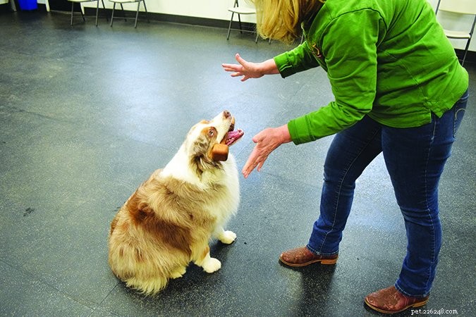 Insegna al tuo cane a prendere addestrando il tuo cane al recupero dell amore