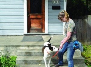 ゆるい鎖の歩行：犬を引っ張らないように訓練する