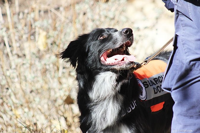 Dicas de treinamento da National Disaster Search Dog Foundation