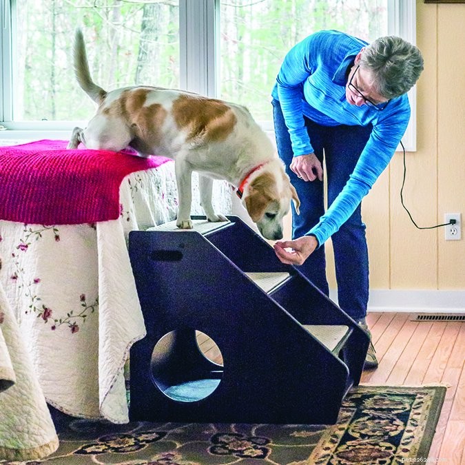 Comment éloigner les chiens des meubles – si vous le souhaitez