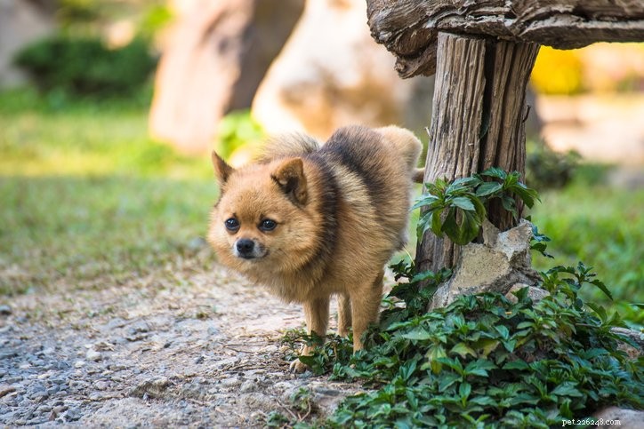Är frekvent urinering hos hundar normalt?