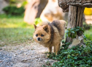 Является ли частое мочеиспускание у собак нормальным явлением?