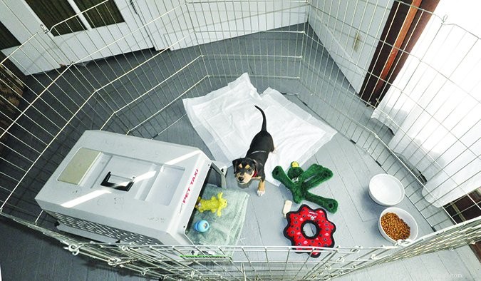 犬をトイレトレーニングする方法 