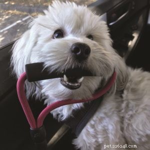 Tips om att leva med och träna en blind hund