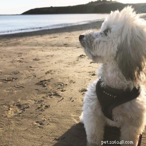 Tips voor het leven met en het trainen van een blinde hond