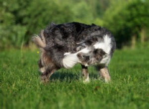 自閉症の犬：犬は自閉症を持つことができますか？ 