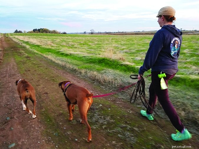 목줄을 풀지 않은 산책을 위해 개를 훈련시키는 방법