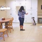 Come insegnare al tuo cane a giocare ai  giochi del naso 