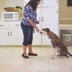 Come insegnare al tuo cane a giocare ai  giochi del naso 