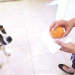 Как научить собаку играть в «игры с носом»