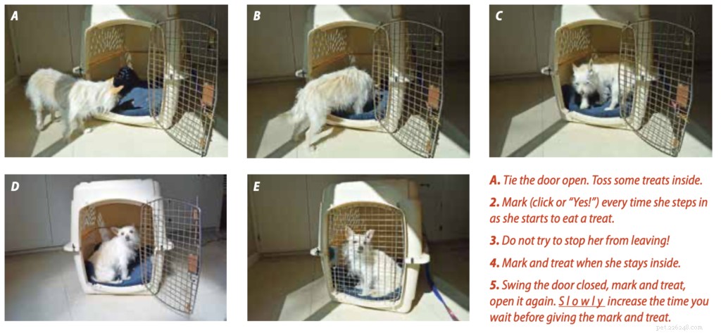 Attentes en matière de cage :ce que vous devez savoir sur la cage de votre chien