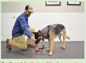 Protokol pro výuku bezpečného „obchodování“ se psem