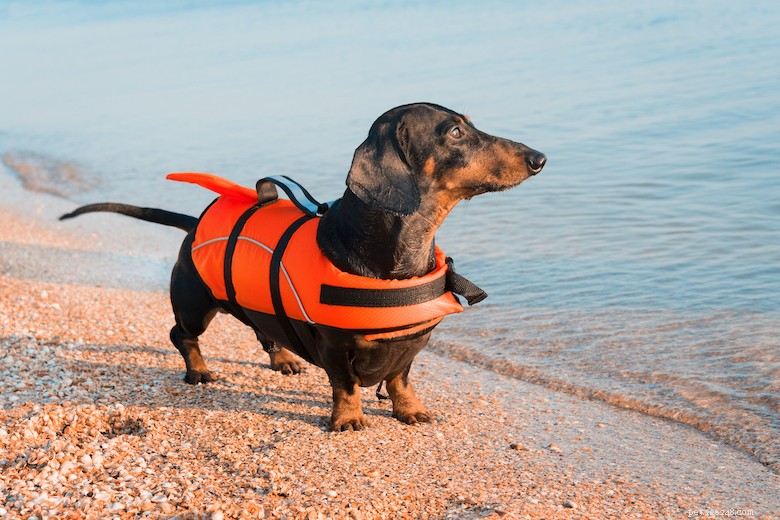 Como fazer seu cachorro usar um colete salva-vidas