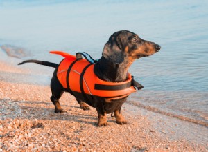 Как заставить собаку носить спасательный жилет