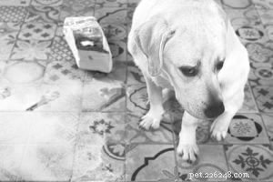 Controproduttivo:come impedire al cane di rubare cibo incustodito e altri oggetti commestibili