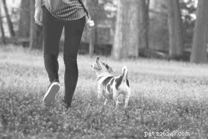 犬の散歩：楽しみを追加するための4つのアプローチ 