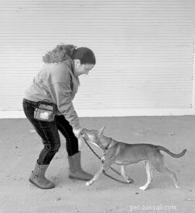 A prática diária contribui para o treinamento de recall perfeito para cães