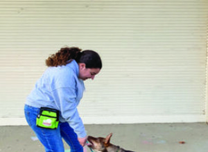 La pratique quotidienne permet une parfaite formation au rappel des chiens