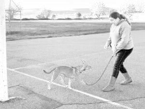 Dagelijkse oefening zorgt voor een perfecte training voor het terugroepen van honden