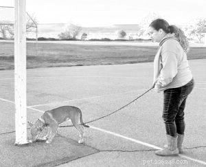 A prática diária contribui para o treinamento de recall perfeito para cães