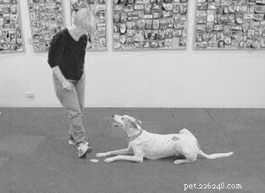 犬の衝動調節トレーニング 
