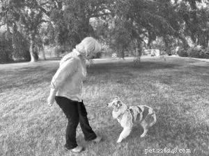 Extração tática:treinamento de cães com pressão na coleira