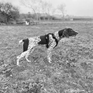 Lektioner om tvångsfri hundträning från revolverhundtränare