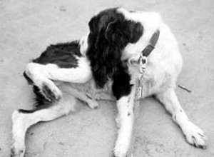 Hudallergier och hudvård för hundar