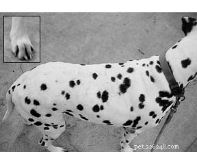 Hudallergier och hudvård för hundar