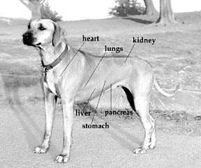 Важность анализов крови для вашей собаки