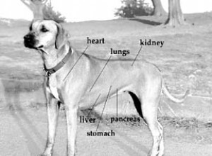 Важность анализов крови для вашей собаки