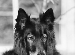 Комплексное лечение остеосаркомы у собак