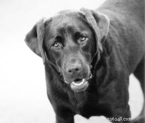 Orala sjukdomar hos hundar