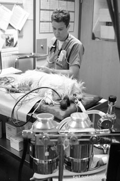 Vad du bör veta innan din hund får anestesi