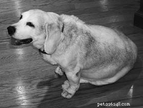 グルテンフリーの犬の食事療法 