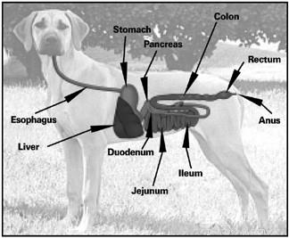 Процесс пищеварения у собак