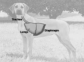 Porozumění psímu dýchacímu systému