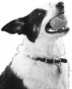 A boca do seu cão