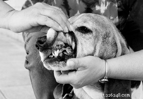 Чистка зубов собаке без анестезии