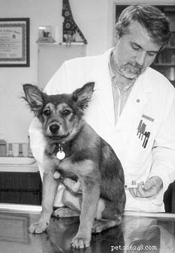 Conventionele kankerzorg voor honden