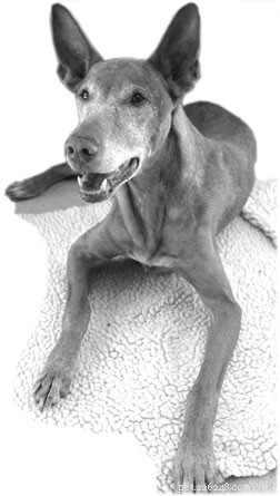 Santé des articulations canines